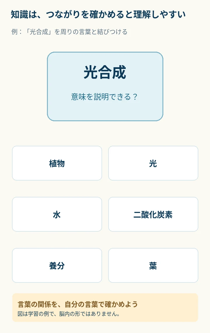 光合成と植物・光・水・二酸化炭素・養分・葉の関係を縦方向に整理した学習用図解。
